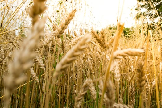 Golden wheat field on a sunny day with sky and forest in the background