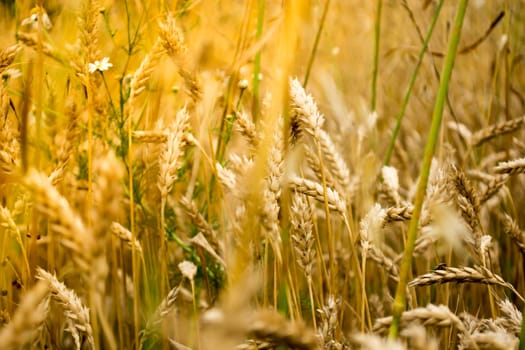 Wheat ears shoot from close distance. Sunny day make everything golden color