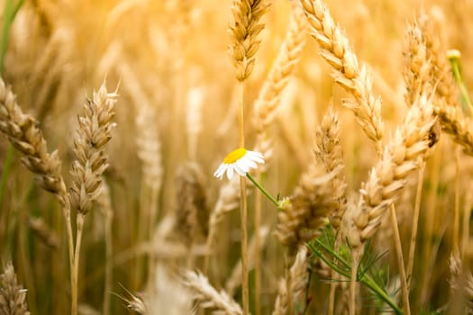 Closeup of daisy flower in a wheat field on a sunny day