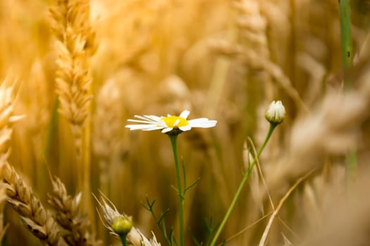 Closeup of daisy flower in a wheat field on a sunny day