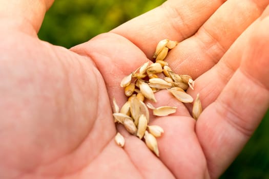 Male hand inspecting wheat seeds with blurred green background