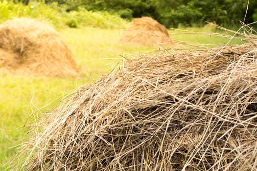 Several haystaks on a sunny day. Agricultural scene