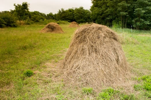 Several haystaks on a sunny day. Agricultural scene