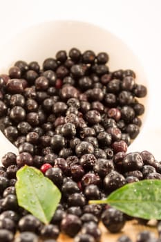 Fresh and tasty aronia spilled out of a bowl. Water droplets on fruit are visible