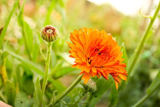 Orange flower in the garden in the sunny morning with blurred green background