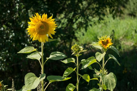 Sunflowers in full bloom in the sunshine