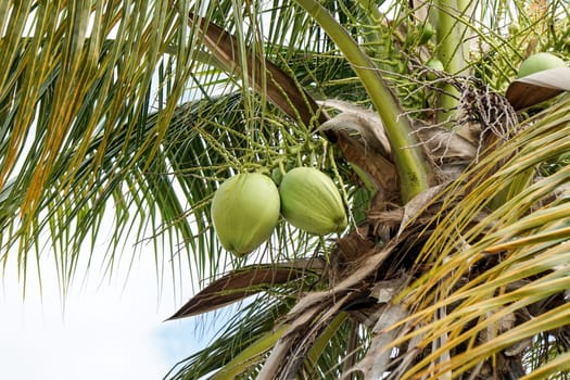 Green Royal Palms in Cuba against white clouds