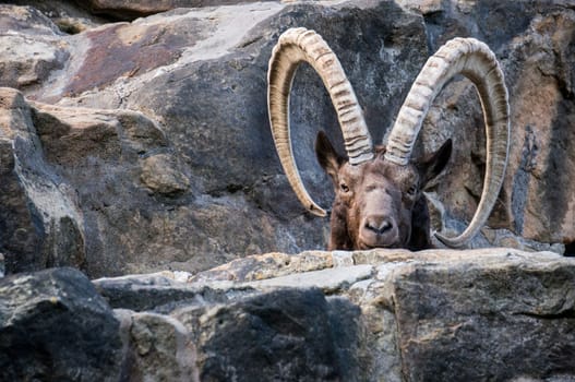 Great old Siberian ibex with big horns