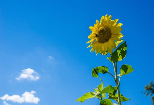 Bee on the sunflower and sucking nectar for honey production