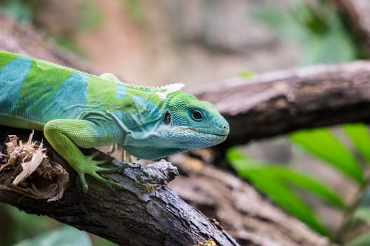 Fiji Banned Iguana sitting on a Branch