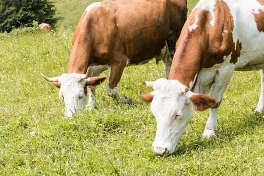 Cows grazing in the meadow in the mountains.