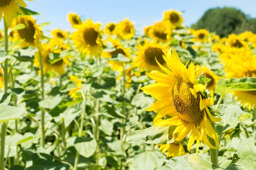 Sunflower field on a sunny day. Background of sunflower.