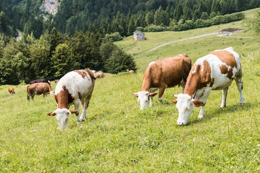 Cows grazing in the meadow in the mountains.
