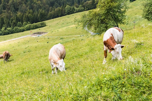 Cows grazing in the meadow in the mountains.
