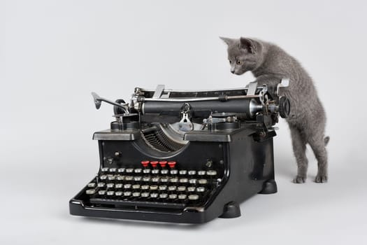 Pedigree cat Russian Blue,kitten,age 8 weeks,examines a typewriter.