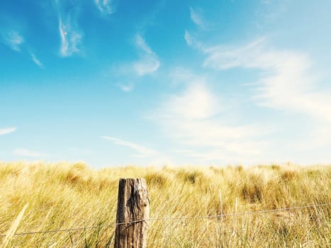 Dune grass on a blue summer sky , toned with retro film colors