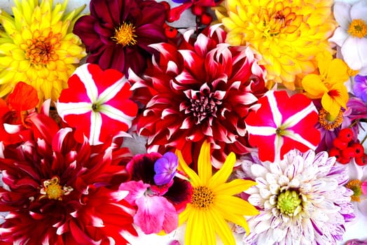 colorful floral background on white wood