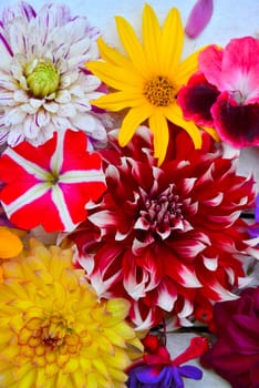 colorful floral background on white wood