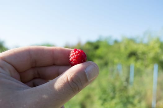 Hand with raspberry. Man is inspecting quality of the fruit