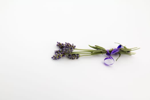 Lavandula angustifolia