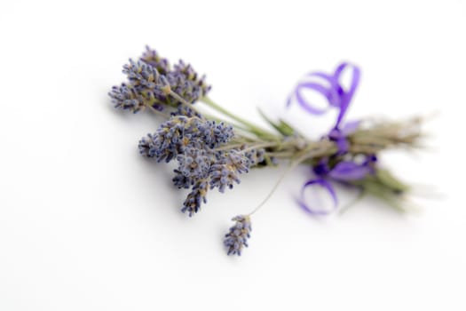 Lavandula angustifolia
