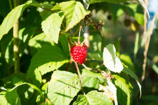Fresh and healthy  raspberry on a twig on a sunny day