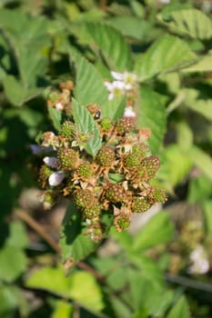 Green Blackberry on a twig, with blurred background