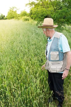Farmer inspecting green wheat field on the sunny day