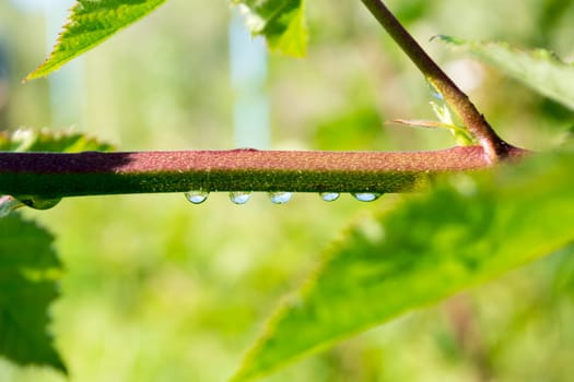 Group of droplets on a branch with blurred background