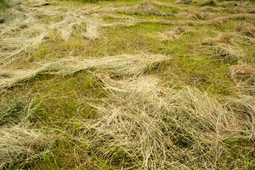 Mown hay scattered on the field