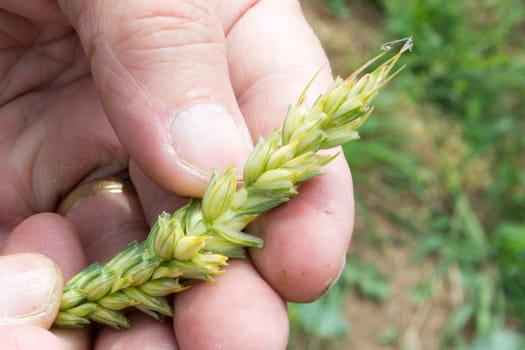 Closeup of farmer hands, inspecting .grain of wheat