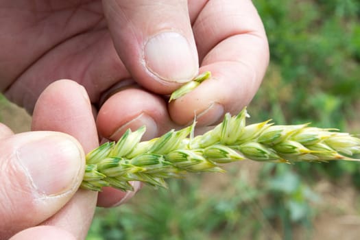Closeup of farmer hands, inspecting .grain of wheat