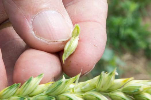 Closeup of farmer hands, inspecting .grain of wheat