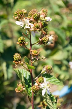 Green Blackberry on a twig, with blurred background
