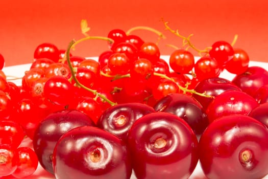White plate with cherries and red currant on red background