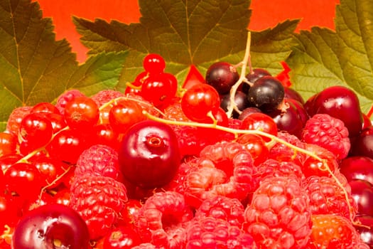 White plate with cherries, rasppberries and red currant on red background. Fruit decorated with green leaves