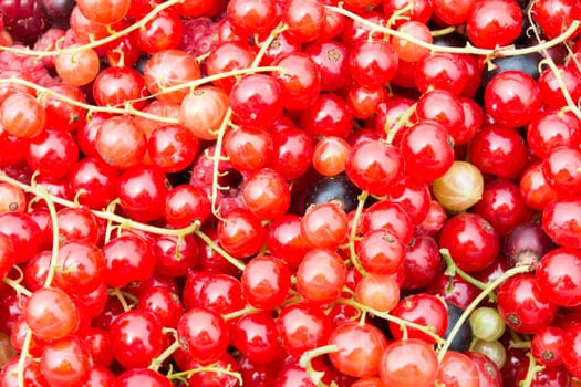 Close of red currant in a plate with stems