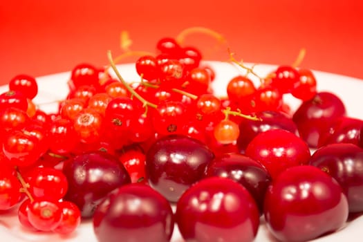 White plate with cherries and red currant on red background
