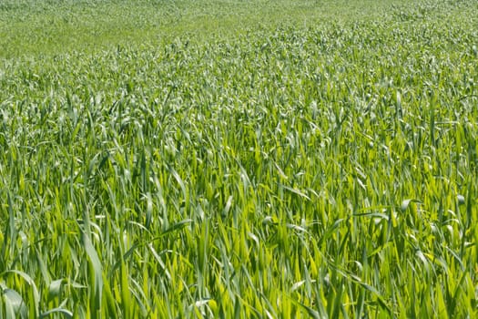 FIeld of young wheat in spring on the sunny day