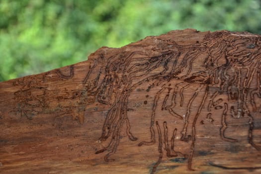 many wormholes on tree bark in detail