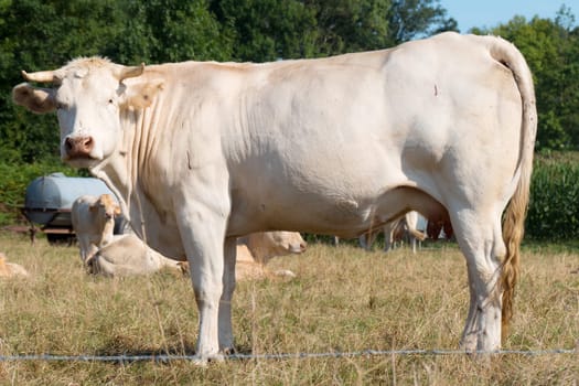 a white cow in a meadow