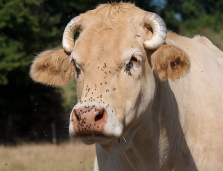 a close up on the head of a cow with flies