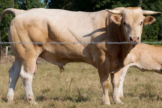 a light brown bull in a meadow