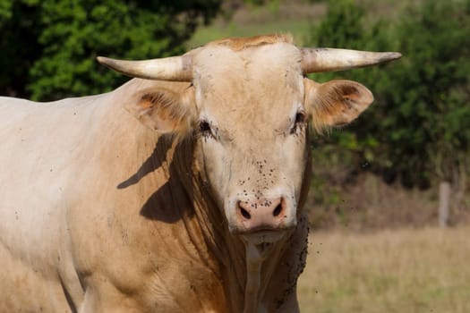 a close up on the head of a cow with flies