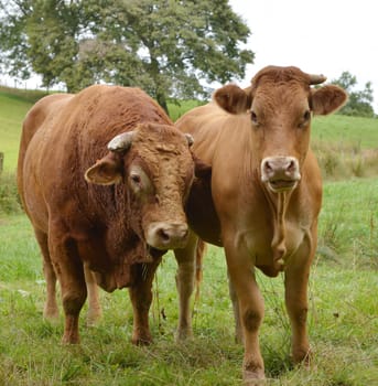 a cow and a bull in a meadow