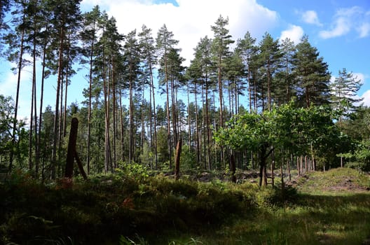 forest on kaszubach