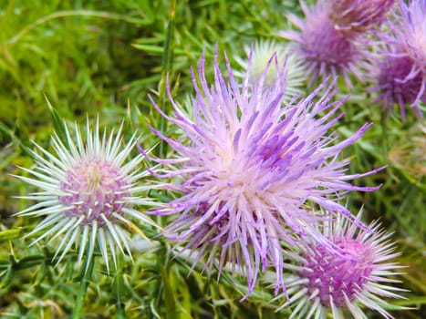 The pink milk thistle flower in bloom in summer