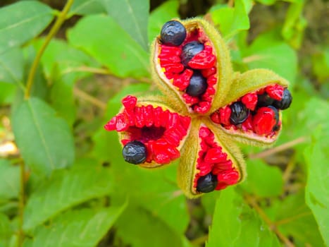 Wild berries on a green background in wood