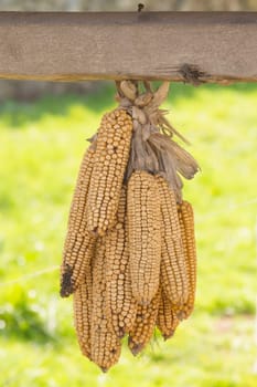 Dried corn cobs hanging on a wooden board