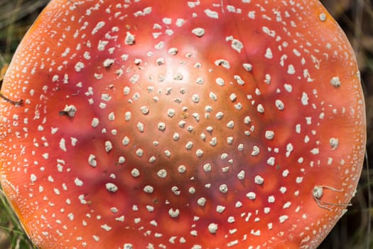 Fly Amanita Mushroom  Close Up.